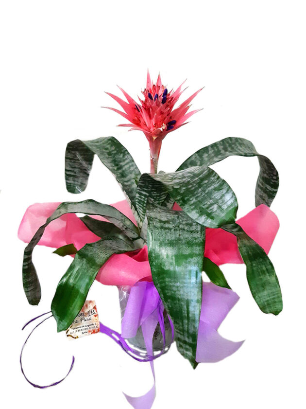 Aechmea