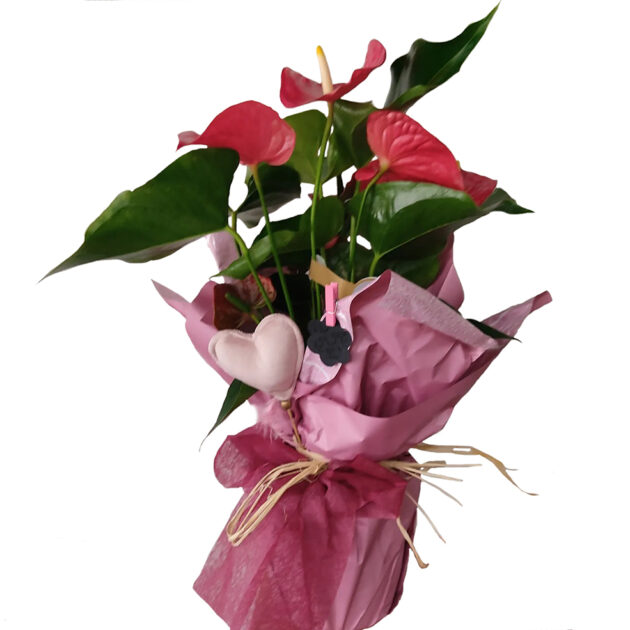 Anthurium