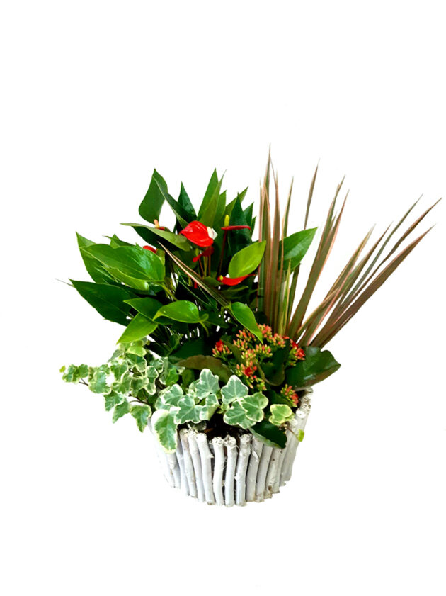 Cesta anthurium
