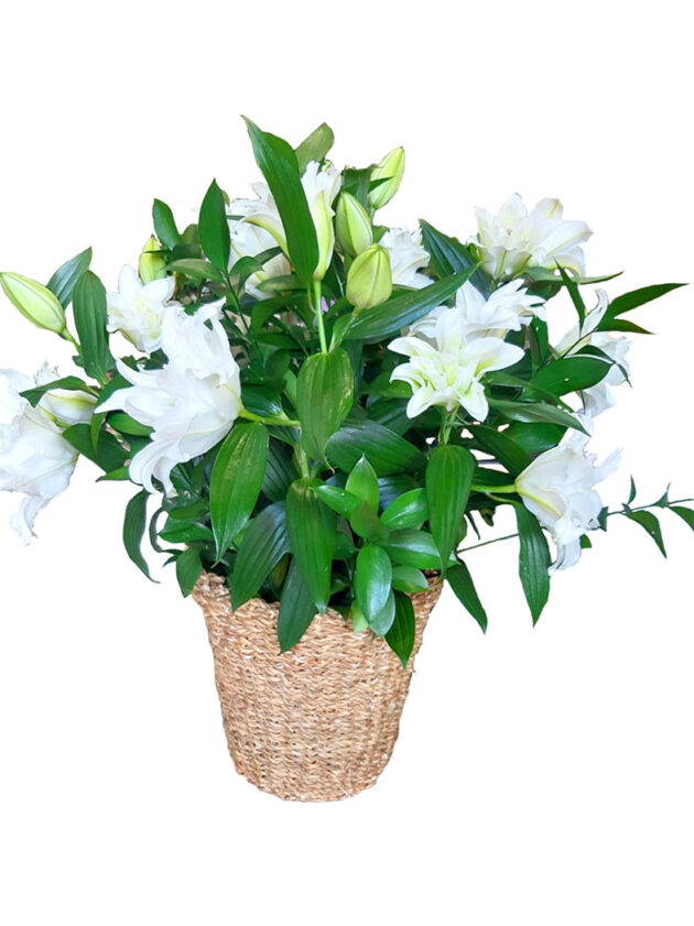 Cesto liliums