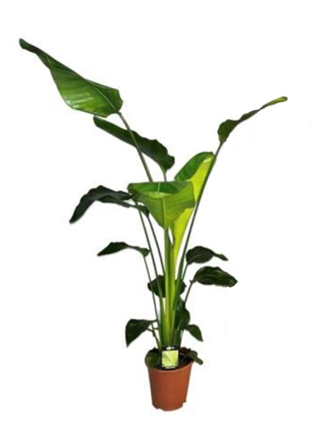 Esterlitzia