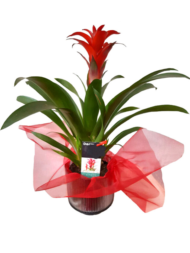 Guzmania