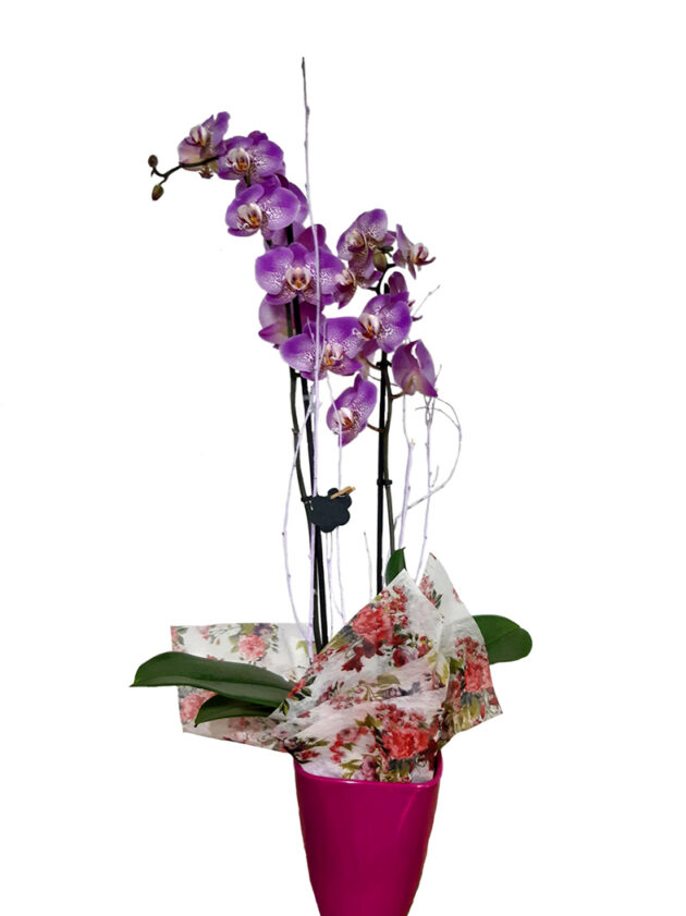 Orquidea lila