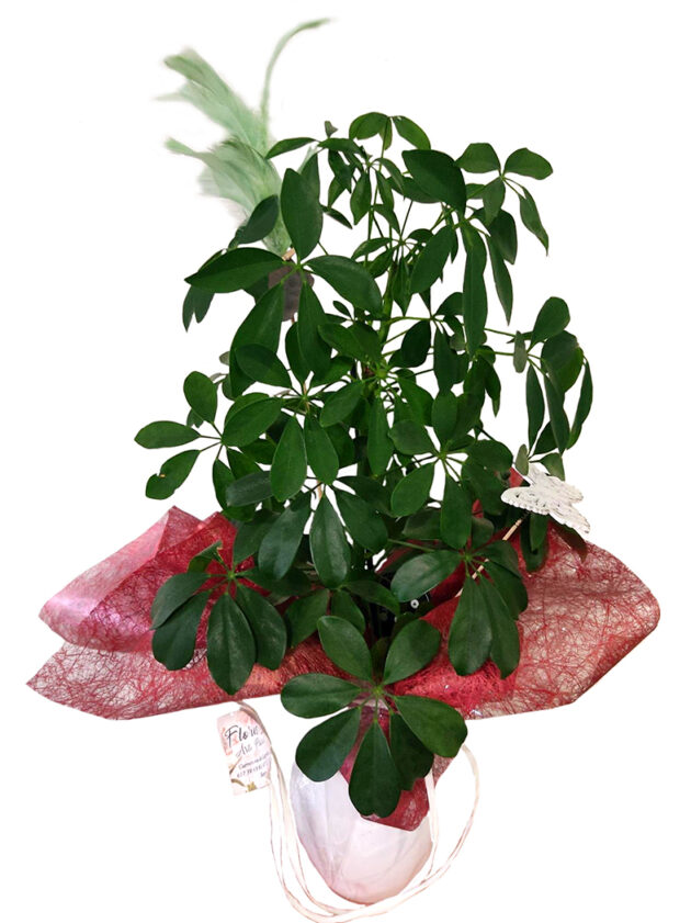 Schefflera