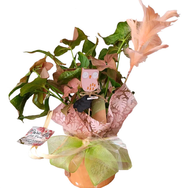 Syngonium rosa